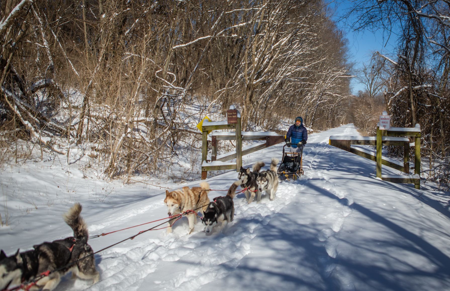 Snow treat for sled dog team